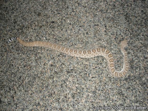 Western Diamond-backed Rattlesnake (Crotalus atrox)