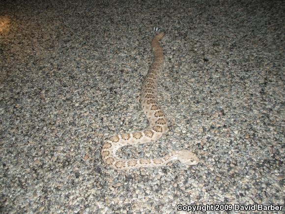 Western Diamond-backed Rattlesnake (Crotalus atrox)