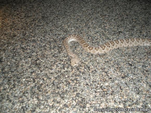 Western Diamond-backed Rattlesnake (Crotalus atrox)