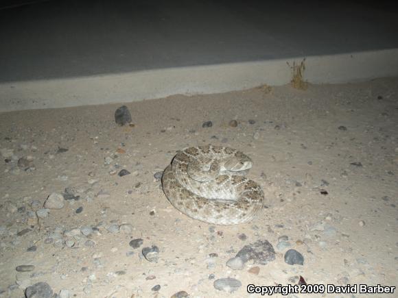 Western Diamond-backed Rattlesnake (Crotalus atrox)