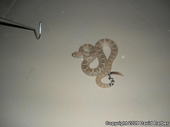 Western Diamond-backed Rattlesnake (Crotalus atrox)