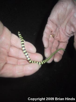 Mojave Shovel-nosed Snake (Chionactis occipitalis occipitalis)