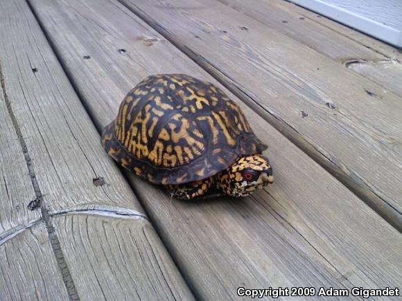 Eastern Box Turtle (Terrapene carolina carolina)