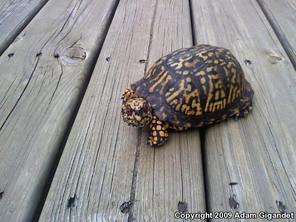 Eastern Box Turtle (Terrapene carolina carolina)