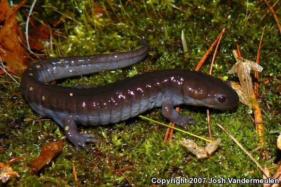 Spotted Salamander (Ambystoma maculatum)