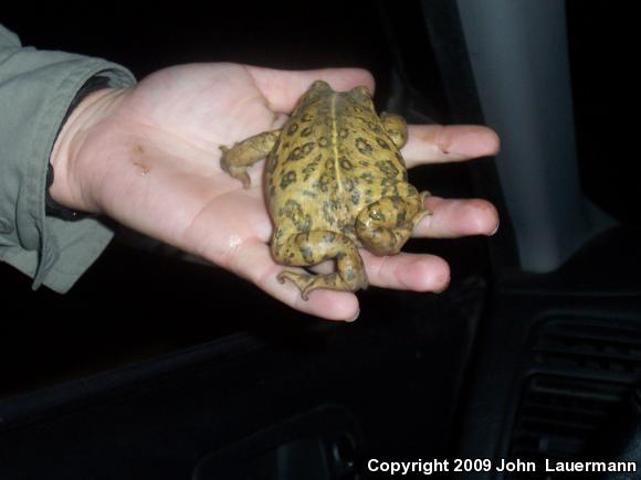 Southern California Toad (Anaxyrus boreas halophilus)