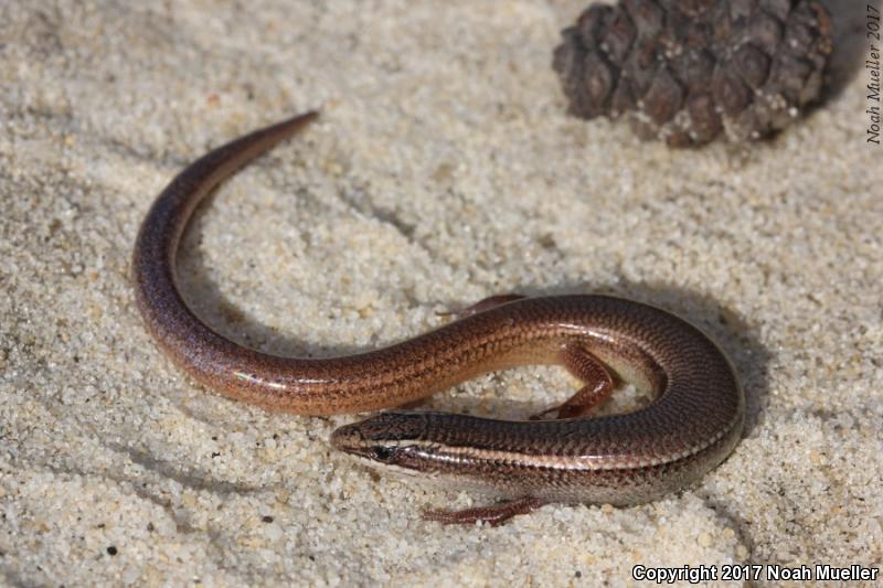 Peninsula Mole Skink (Plestiodon egregius onocrepis)