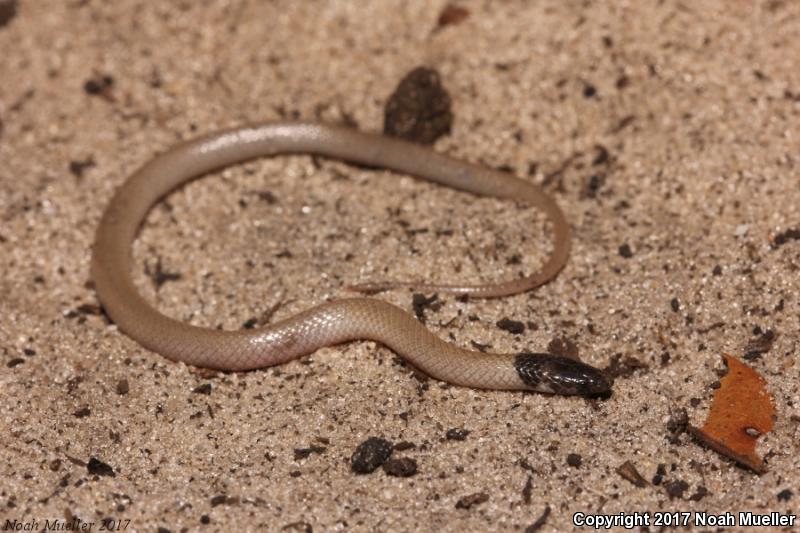 Central Florida Crowned Snake (Tantilla relicta neilli)