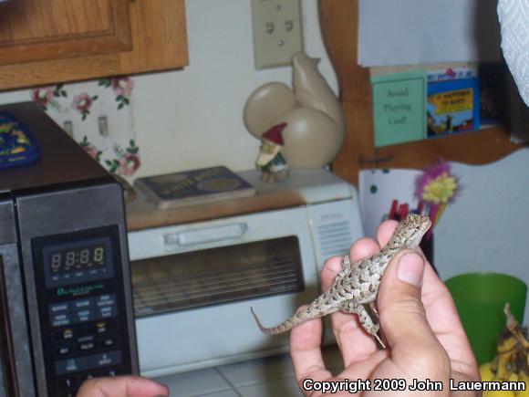 Great Basin Fence Lizard (Sceloporus occidentalis longipes)