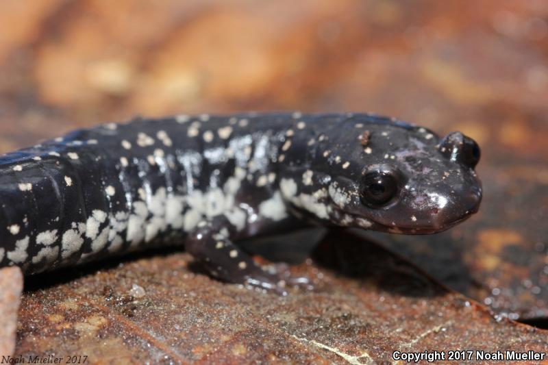 Southeastern Slimy Salamander (Plethodon grobmani)