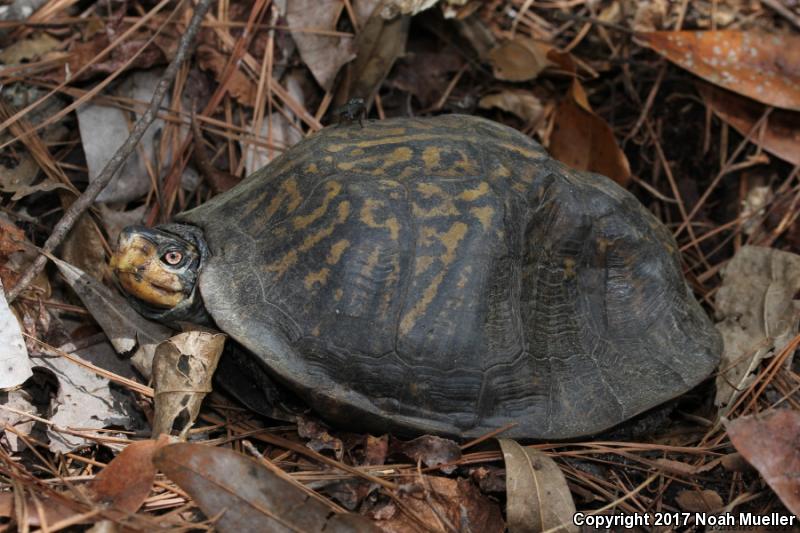 Gulf Coast Box Turtle (Terrapene carolina major)