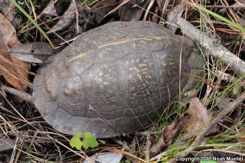 Gulf Coast Box Turtle (Terrapene carolina major)