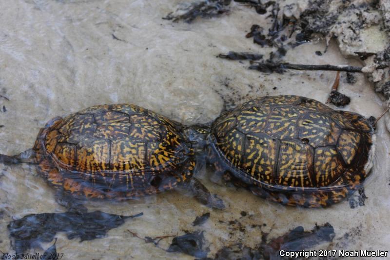 Gulf Coast Box Turtle (Terrapene carolina major)