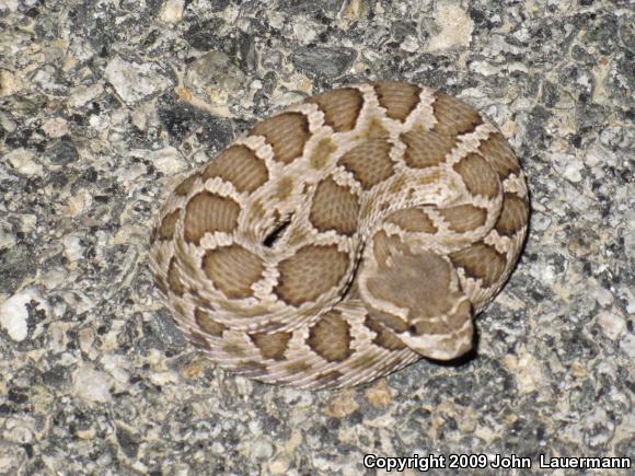 Southern Pacific Rattlesnake (Crotalus oreganus helleri)