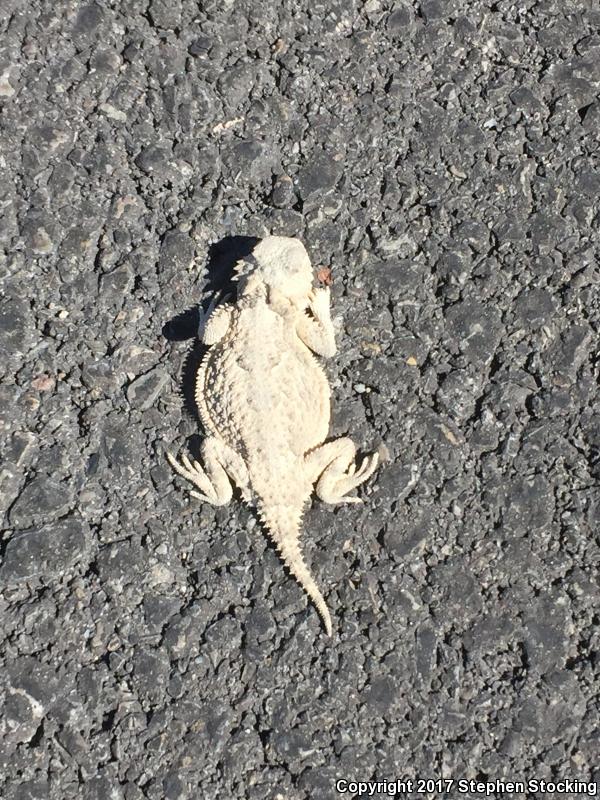 Northern Desert Horned Lizard (Phrynosoma platyrhinos platyrhinos)