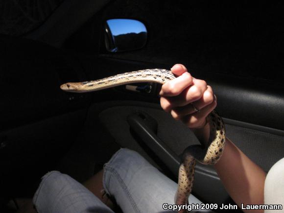 San Diego Gopher Snake (Pituophis catenifer annectens)