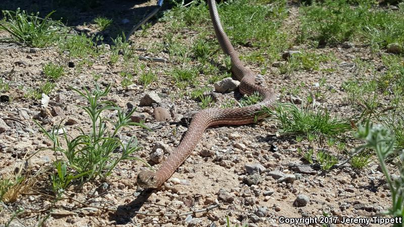 Sonoran Coachwhip (Coluber flagellum cingulum)