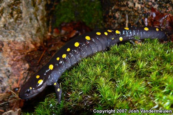 Spotted Salamander (Ambystoma maculatum)