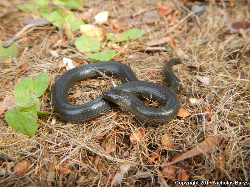 North Florida Swampsnake (Seminatrix pygaea pygaea)