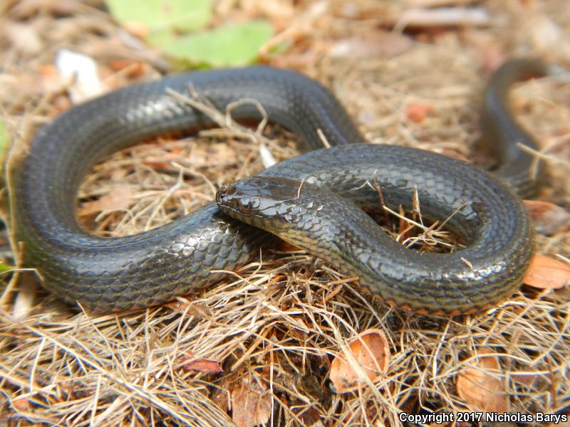 North Florida Swampsnake (Seminatrix pygaea pygaea)