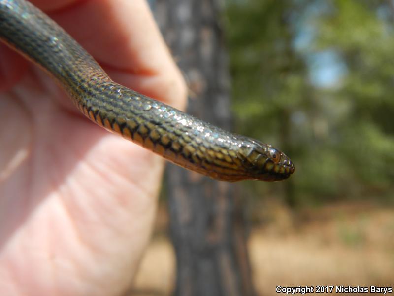 North Florida Swampsnake (Seminatrix pygaea pygaea)