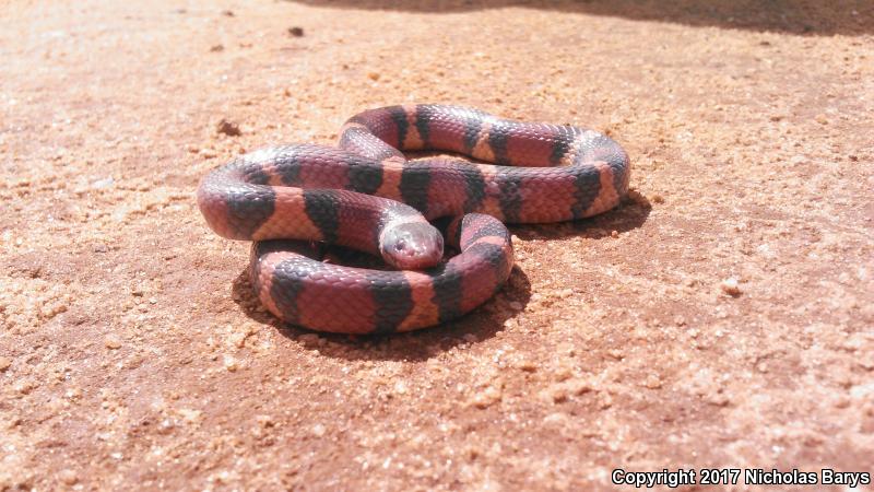 Scarlet Kingsnake (Lampropeltis triangulum elapsoides)