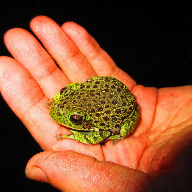 Barking Treefrog (Hyla gratiosa)