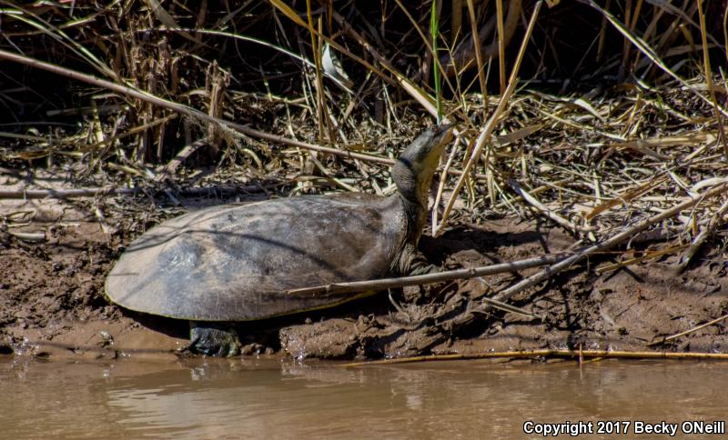 Texas Spiny Softshell (Apalone spinifera emoryi)