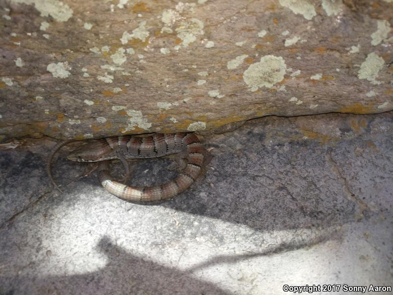 Arizona Alligator Lizard (Elgaria kingii nobilis)