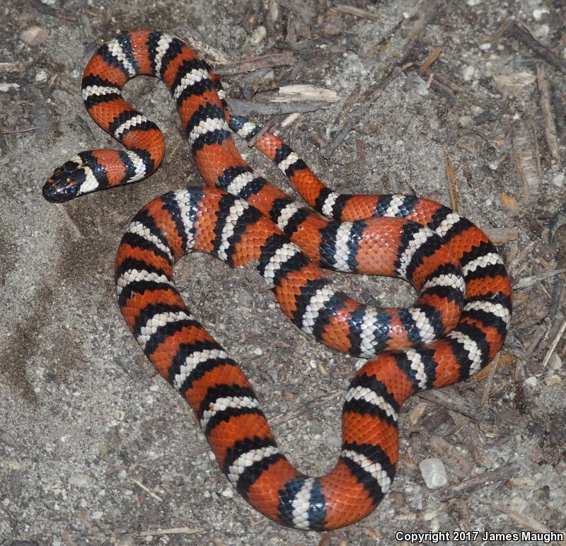 Coast Mountain Kingsnake (Lampropeltis zonata multifasciata)