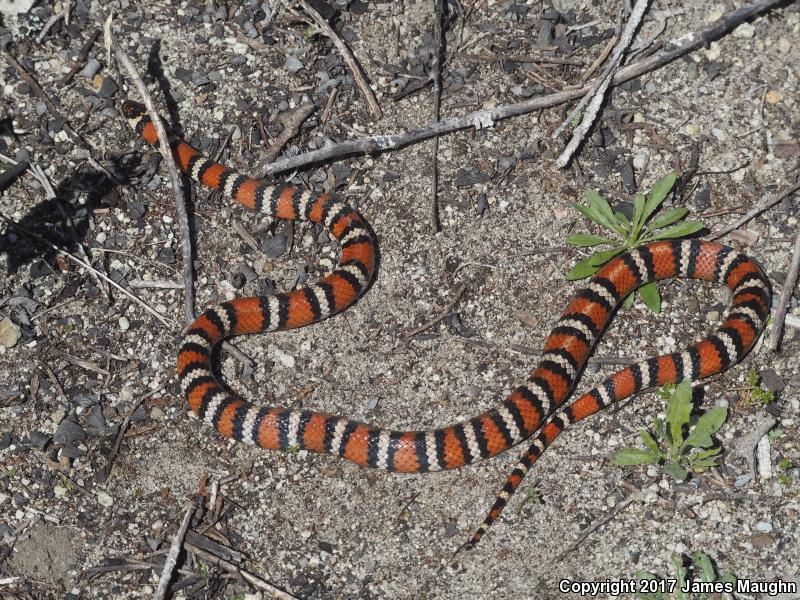 Coast Mountain Kingsnake (Lampropeltis zonata multifasciata)