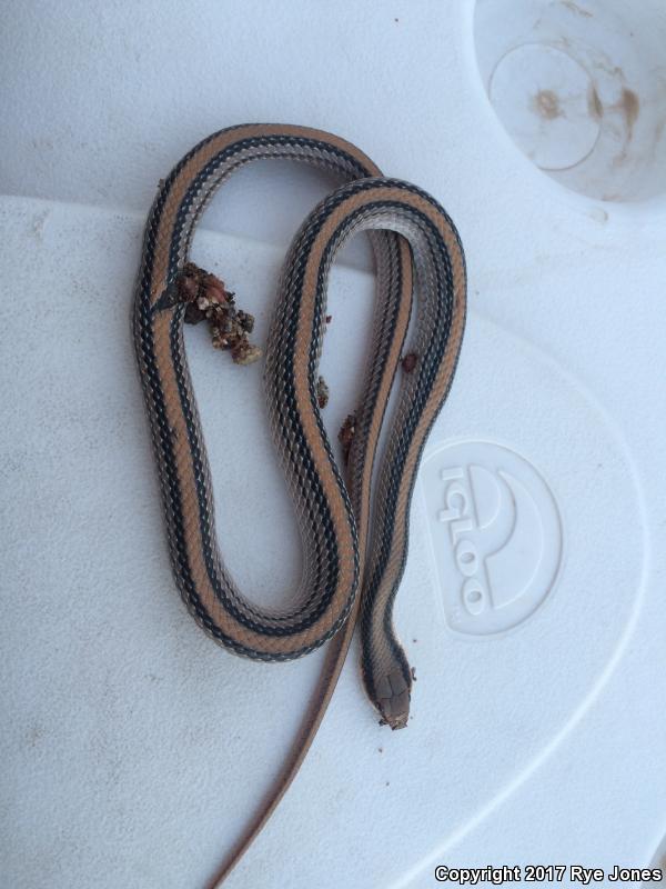 Big Bend Patch-nosed Snake (Salvadora hexalepis deserticola)