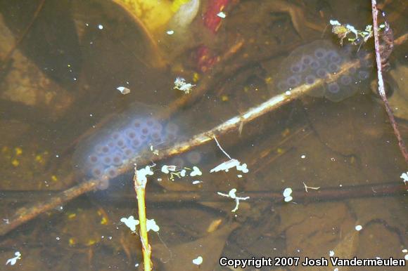 Spotted Salamander (Ambystoma maculatum)