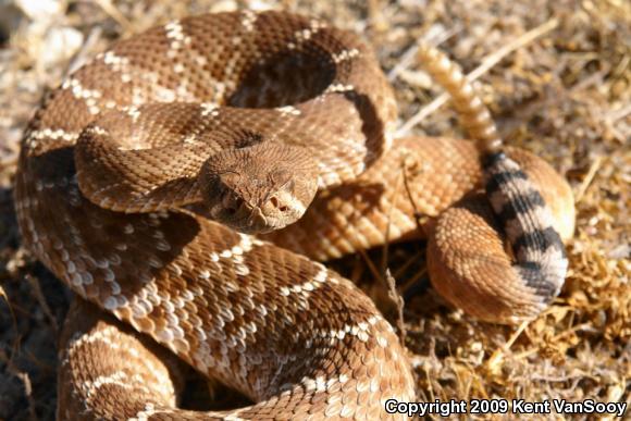 Red Diamond Rattlesnake (Crotalus ruber ruber)