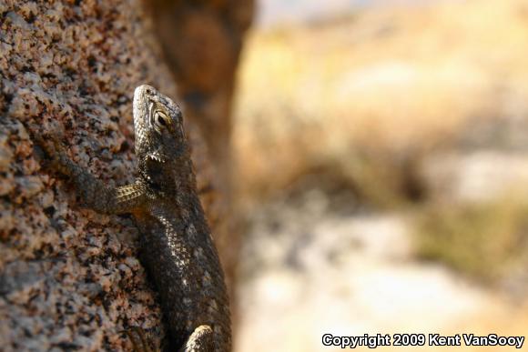 Great Basin Fence Lizard (Sceloporus occidentalis longipes)