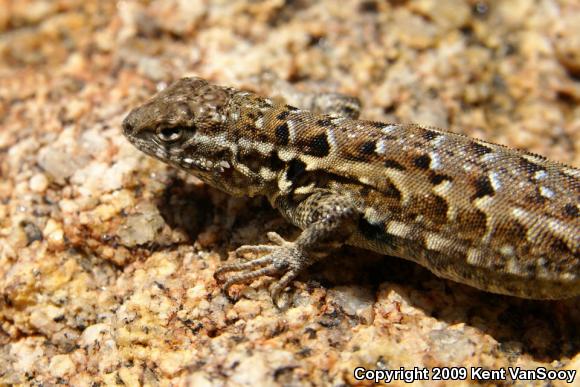 Common Side-blotched Lizard (Uta stansburiana)