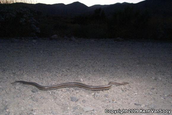 Coastal Rosy Boa (Lichanura trivirgata roseofusca)