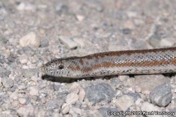 Coastal Rosy Boa (Lichanura trivirgata roseofusca)