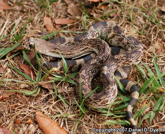 Florida Pinesnake (Pituophis melanoleucus mugitus)