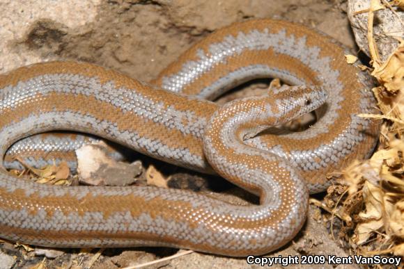 Coastal Rosy Boa (Lichanura trivirgata roseofusca)