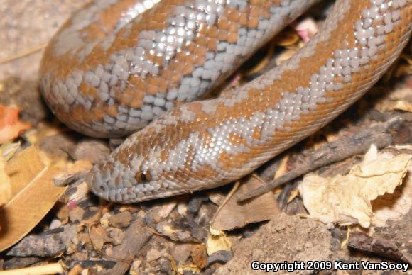 Coastal Rosy Boa (Lichanura trivirgata roseofusca)