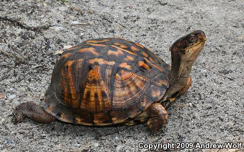 Eastern Box Turtle (Terrapene carolina carolina)