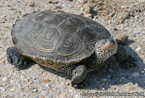 Northern Diamond-backed Terrapin (Malaclemys terrapin terrapin)