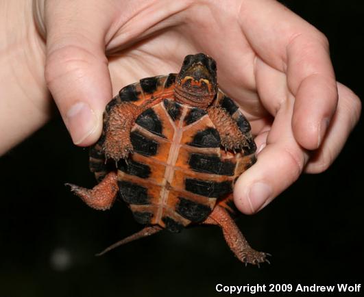 Wood Turtle (Glyptemys insculpta)