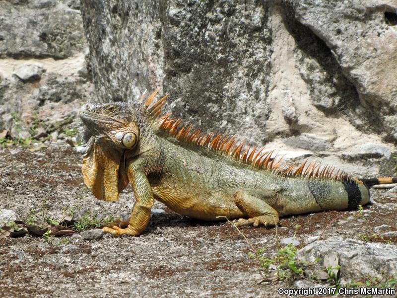 Green Iguana (Iguana iguana)