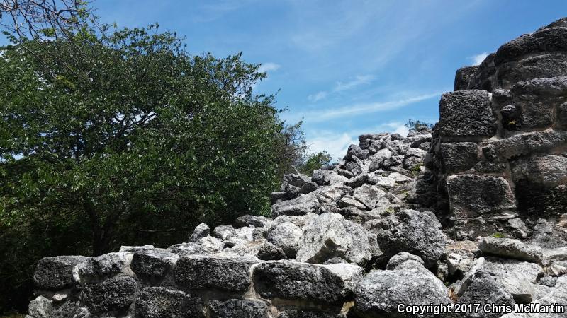 Gray's Spiny-tailed Iguana (Ctenosaura similis)