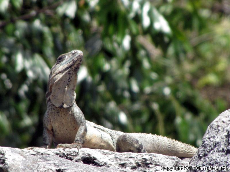 Gray's Spiny-tailed Iguana (Ctenosaura similis)