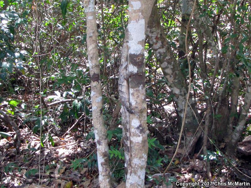 Gray's Spiny-tailed Iguana (Ctenosaura similis)