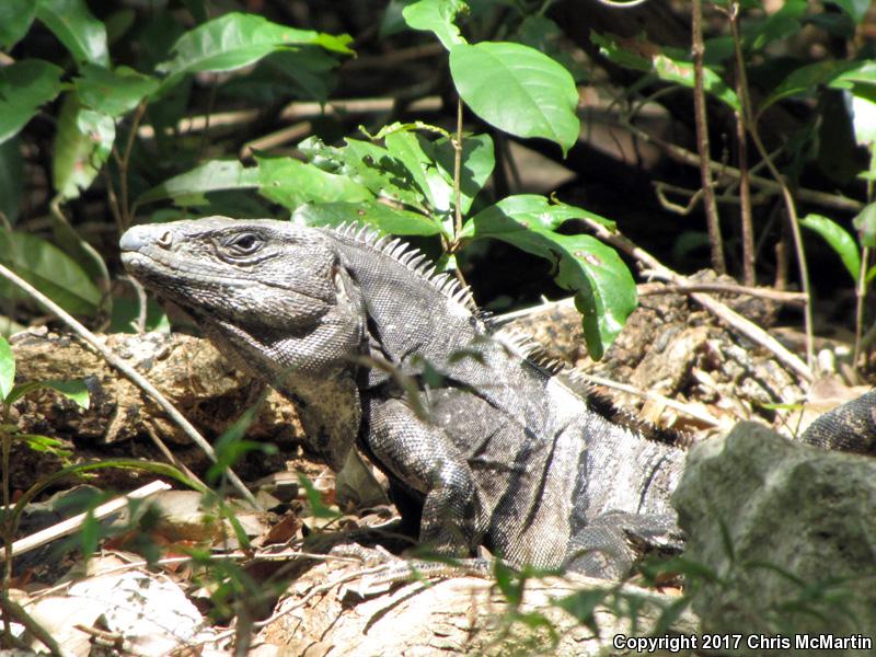 Gray's Spiny-tailed Iguana (Ctenosaura similis)