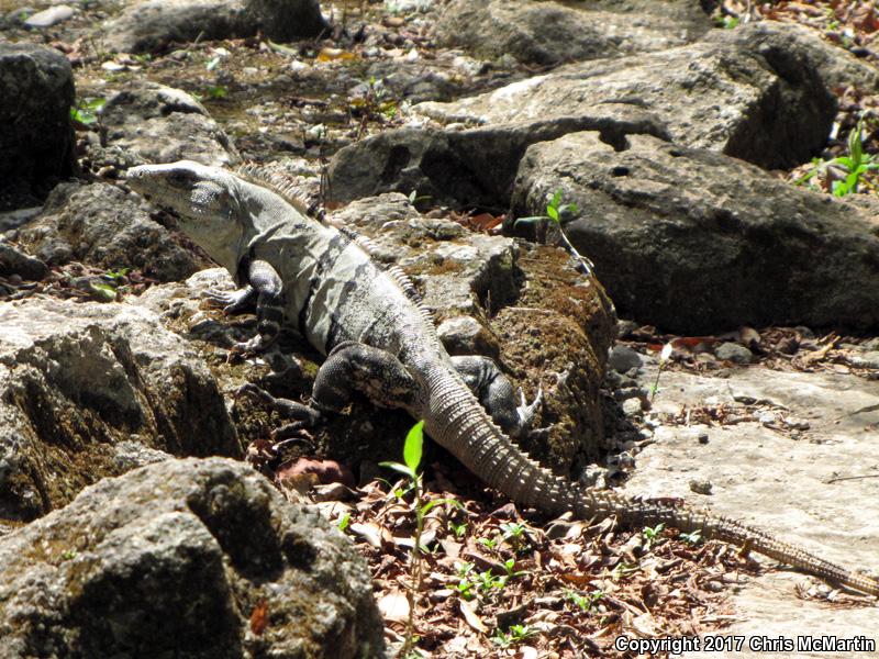 Gray's Spiny-tailed Iguana (Ctenosaura similis)